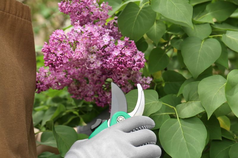 Shrub Pruning