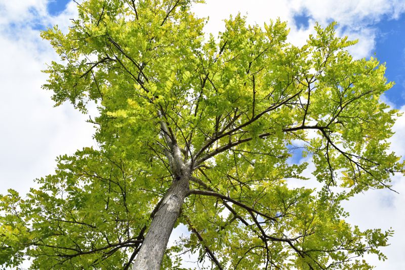 Tree Canopy Thinning in Doylestown, PA